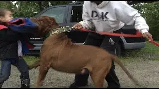 Giant family pitbull THE HULK  bitework with 5 year old! Like father like son
