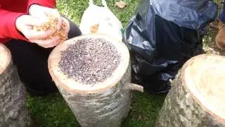 INOCULACION DE MICELIOS DE GIROLAS