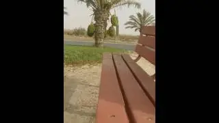 Bahrain date palm