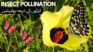 Nature's Tiny Heroes The Art of Insect Pollination