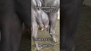 Jagdeep diary farm Date,4,10,2024 phone number 9876615127 #dairyfarm #buffalos #sale