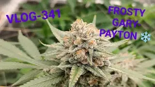 We Begin With Harvesting Some Beautiful Flowers VLOG NR 341