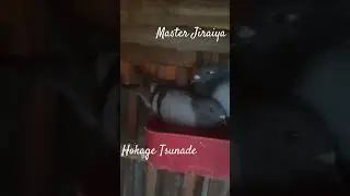 Gabbo Line Breeding Season/Master Jiraiya and Hokage Tsunade