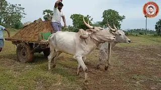 HEAVY LOADED SAND CART PULLING || HALLIKAR BULLS ||  KRISHNA DIST