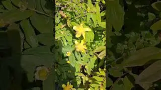 what type of yellow flowers are these they are pretty?