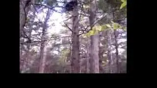 Cote & Son Guide Service  Maine bear hunt with hounds