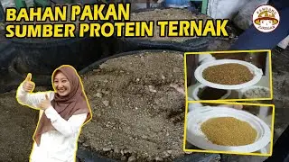 SANGAT PENTING!! Bahan Pakan Tinggi Protein!