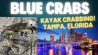KAYAK CRABBING - BLUE CRABS! How To Catch Blue Crabs in SUMMER #crabbing #fishing #kayakfishing #fyp