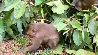 Very busy monkey with the leaves 🍃