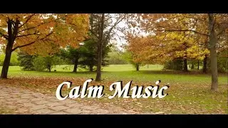 Calm Instrumental Music & Beautiful Autumn Forests🍂