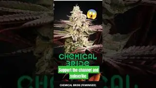 Amazing Genetics Chemdog OG😱4x4 Grow Tent Is Maxed Out! #cbd #vivosun #ACInfinity