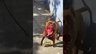 Pitbull Dog🐕#minivlog #vlog #shorts