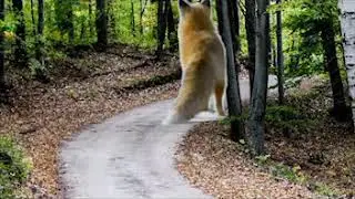GREEN SCREEN FOX DIVES AROUND THE WORLD