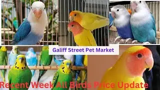 Recent week All Exotic Birds Price Update l  Galiff Street Cheapest Bird Market.11 June 2023
