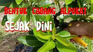 Pruning Avocado Tree Formation