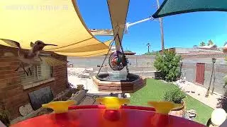 The camera can&rsquo;t catch the fast hummingbird wings!