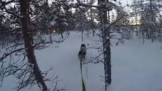 OAC KAR 147 SLIDING SNOWSHOEJORING BACKCOUNTRY SKIING with Siberian husky in Kaamanen, Finland.