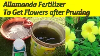 ALLAMANDA Fertilizer After Pruning to Get Flowers
