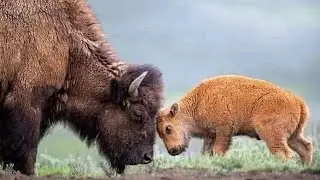 When animals forget they&rsquo;re wild and become pure comedy 😂🐾This is better than any movie#FunnyAnimals