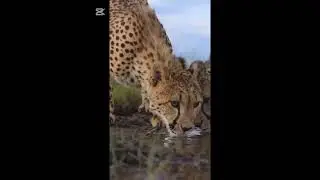 The animal planet is a stress killer... Look at it and explore more .. 