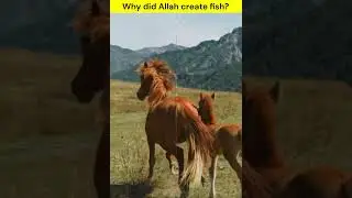 Why did Allah create fish? #islamicshorts #islamicstory #allah #prophetmuhammad