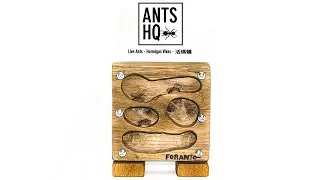 AntsHQ | Boxhead Ant Nest