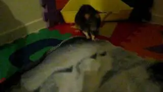 Rat popcorns