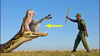 &ldquo;Heroic Rescue Team Saves Zebra From Giant Python in Savanna 🦓🐍&rdquo;