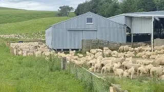 Weaning lambs 2022!