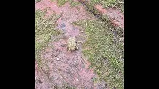 Carpenter bee