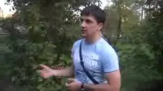 Wingsnetwork о негативных отзывах про сетевой маркетинг
