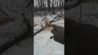 В поисках валежника !