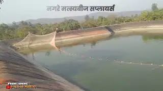 Rupchand Fish Catching | NAGARE FISHERIES | Fish Catching Exports | Fish Farmig Export
