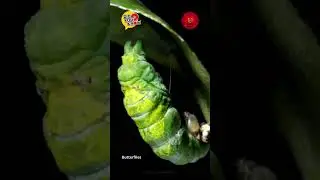 Butterflies are insects that have large often brightly coloured wings