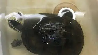 Exo pets - turtle Cuora Amboinensis - Želva ima malico