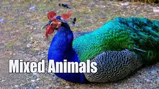Mixing animals to make them hybrid and more cute than they were before