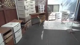 Nose Work Dog Training! Andrew Ramsey K9 Training Services