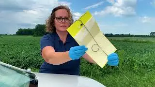 Monitoring for Pepper Weevil