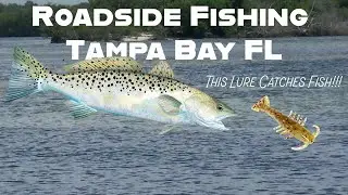Roadside Wade Fishing in Tampa Bay FL
