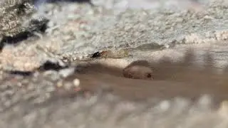 Drywood Termites in Princeton, NJ