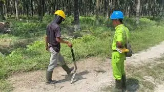 Pembersihan TPH #matakuliahmanajemenusahakebun #polbangtanmedan