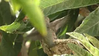Hummingbird Diary Ep16: 2nd baby bird was forced out