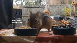 You Won&rsquo;t Believe Who Joined Me for Breakfast Inside&hellip; [4K] Chipmunk