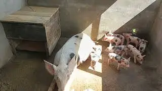 Suínos a venda chega pra loja 