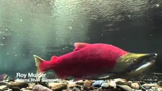 ADAMS RIVER UNDERWATER