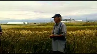 Visiting Oregon wheat&rsquo;s fields