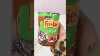Cheap Cats Food