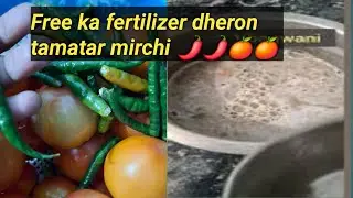 Ghar me banaye organic fertilizer dheron Sabjiya @vimalbagwani 