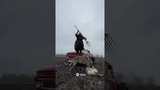 👵🏼💥🐺 Fearless Grandma Fights Off a Wolf to Save Her Lambs! #Grandma #Hero #Wolf