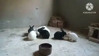 معلومات هامه عن تربية الأرانب على الأرض 